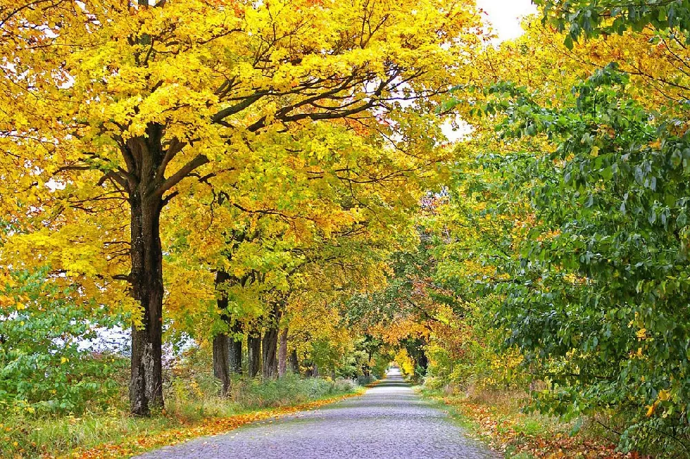 Shademaster Honeylocust Tree 2