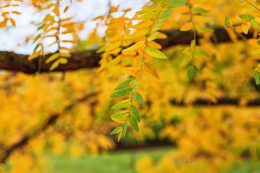 Shademaster Honeylocust Tree