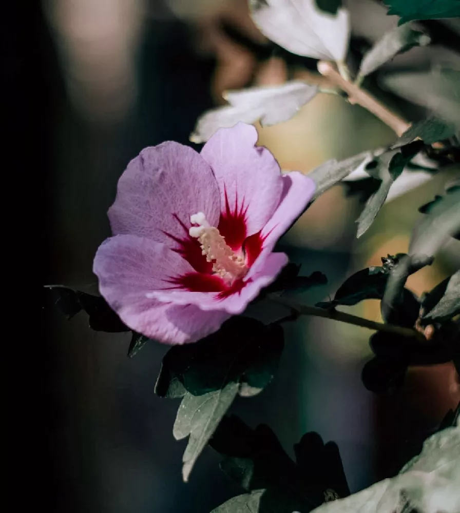 Minerva Rose of Sharon Althea Shrub