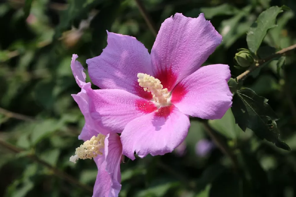 Minerva Rose of Sharon Althea Shrub