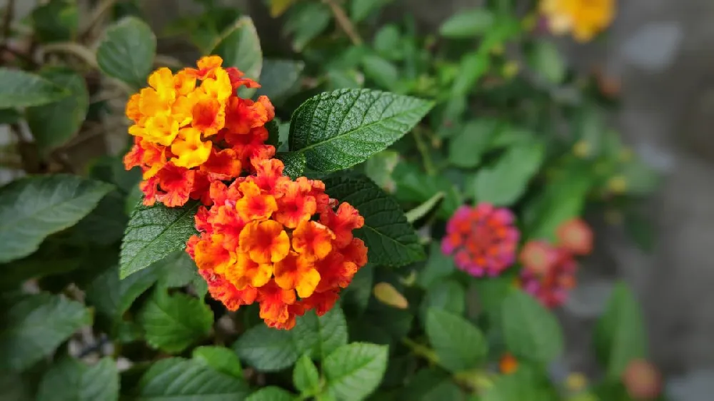 Shazam Lantana