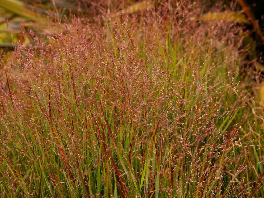 Shenandoah Switch Grass