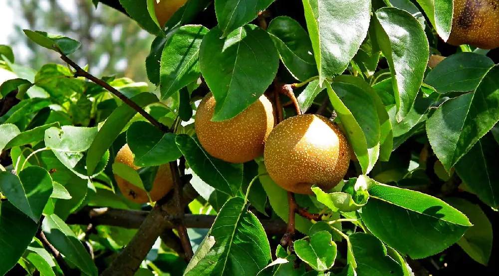 Shinseiki Asian Pear Tree