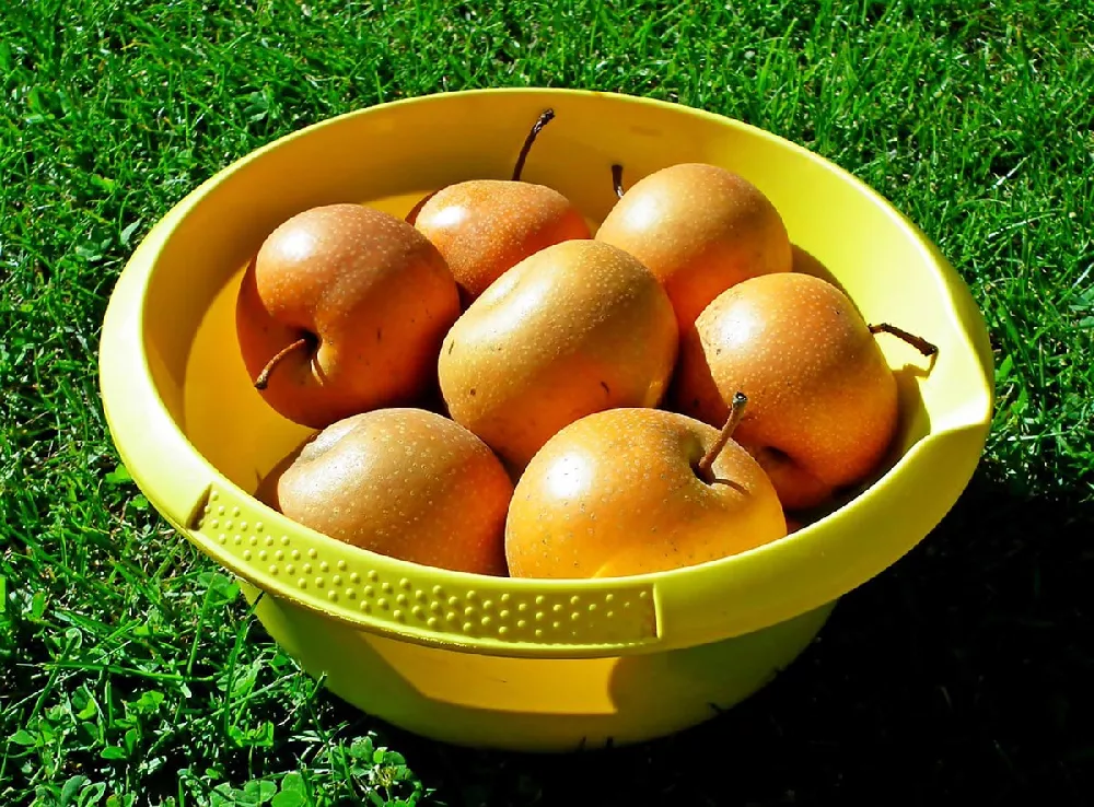 Shinseiki Asian Pear in basket