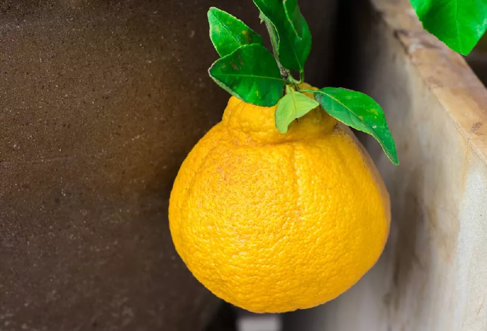 Shiranui Mandarin Tree