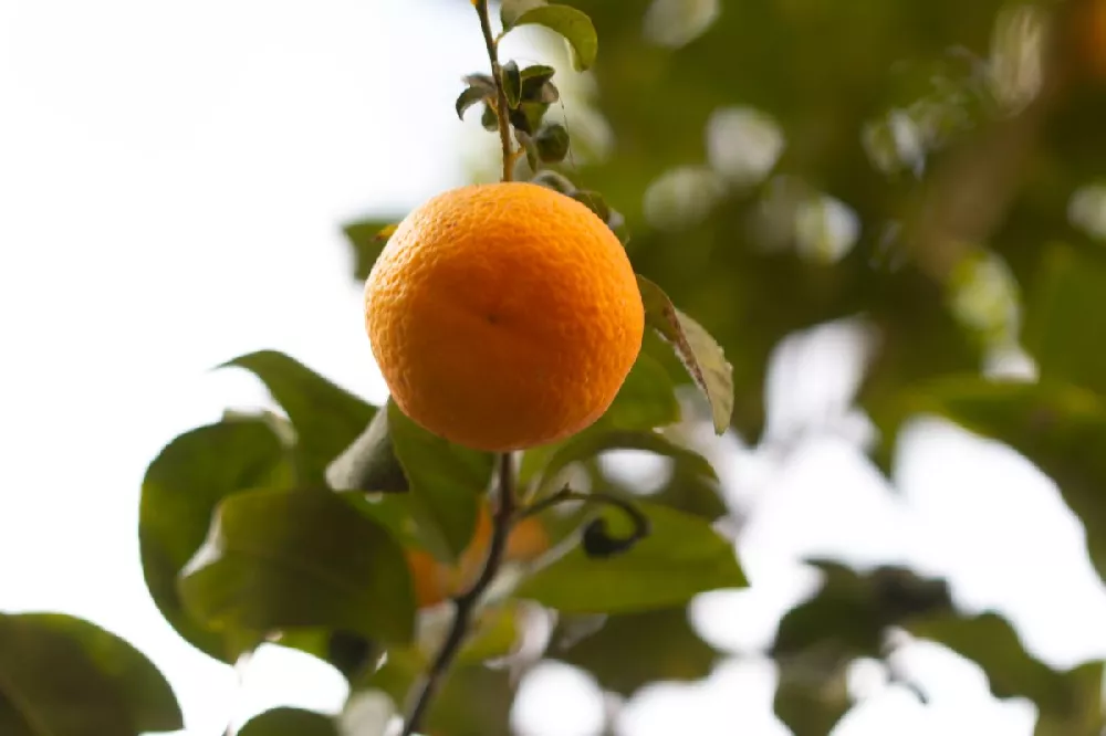 Shiranui Mandarin Tree