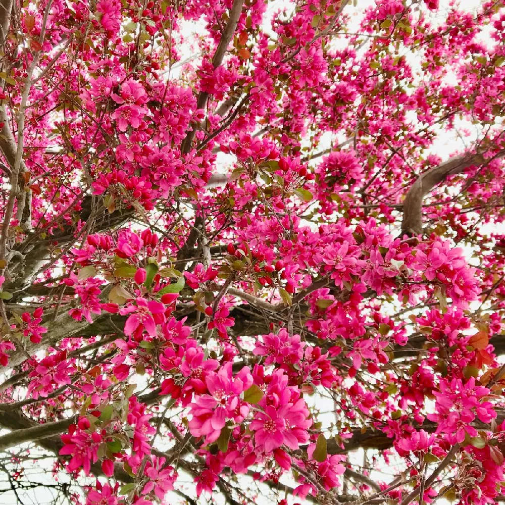 Show Time™ Crabapple