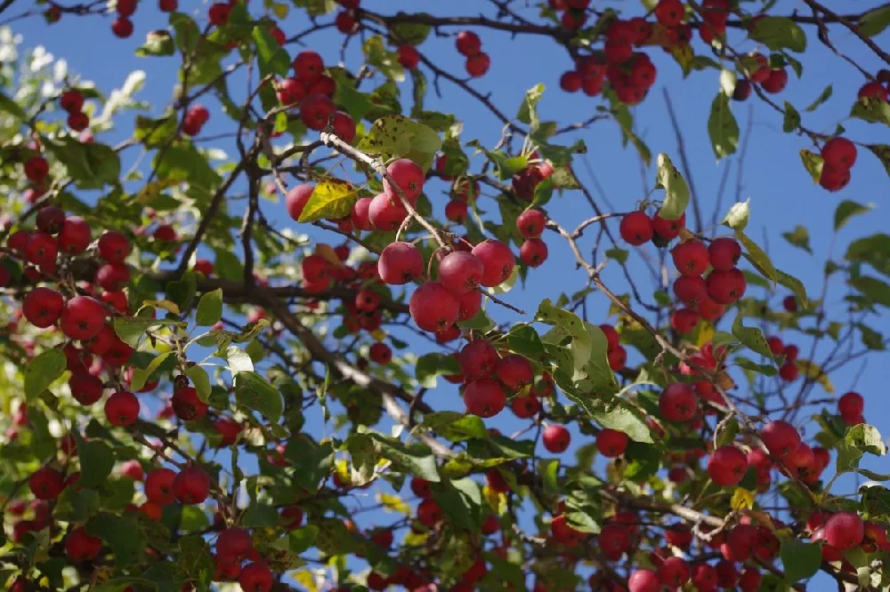 Show Time™ Crabapple