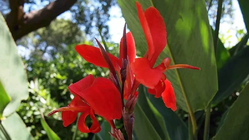 Shrimp Plant