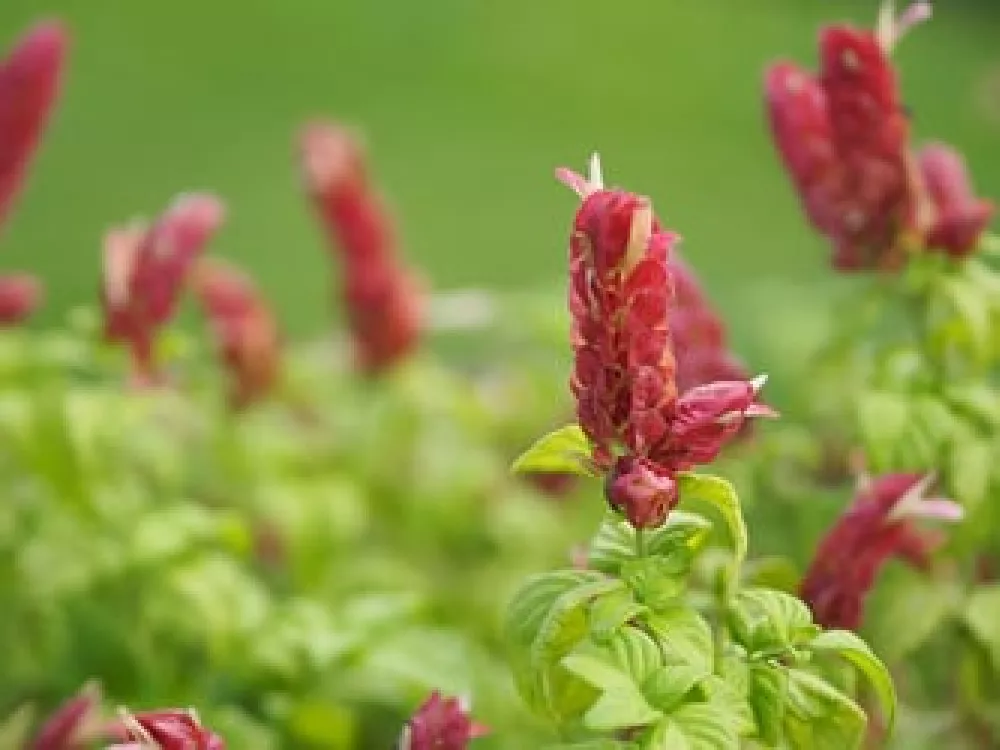 Shrimp Plant up-close