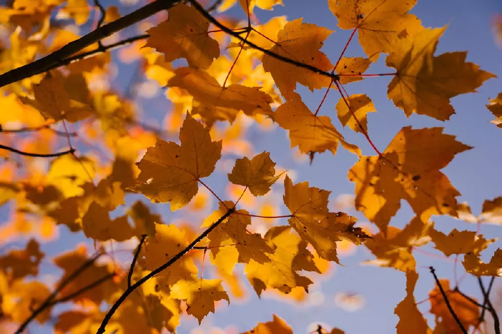 Silver Maple Tree leaves