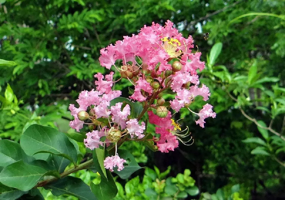 Sioux Crape Myrtle