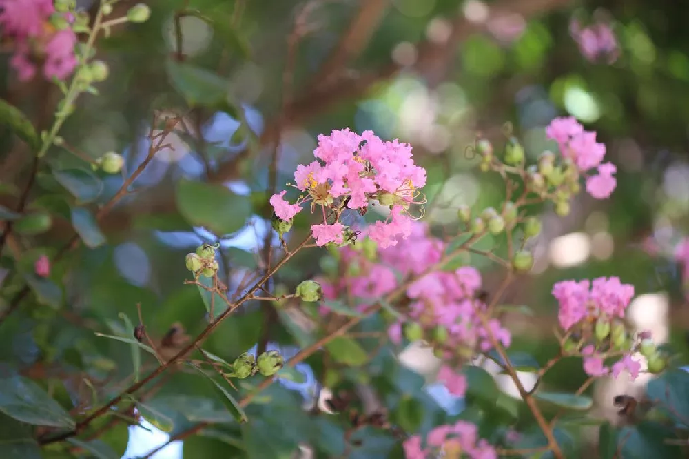 Sioux Crape Myrtle 2