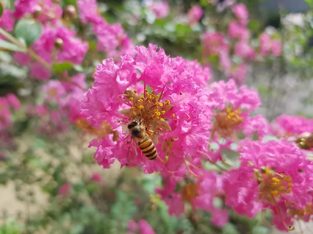 Sioux Crape Myrtle 3