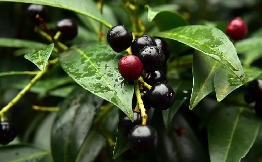 Cherry Skip Laurel fruit