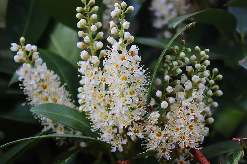 Cherry Skip Laurel flower