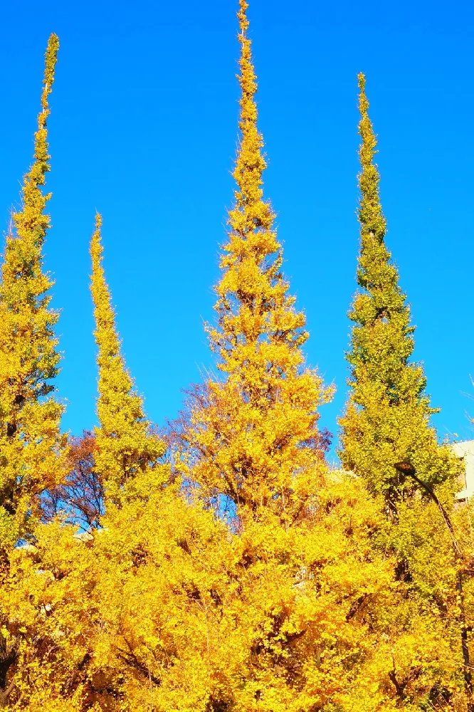 Sky Tower Ginkgo Tree