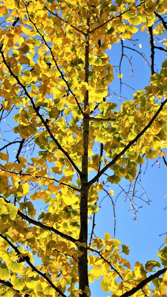 Sky Tower Ginkgo Tree close-up