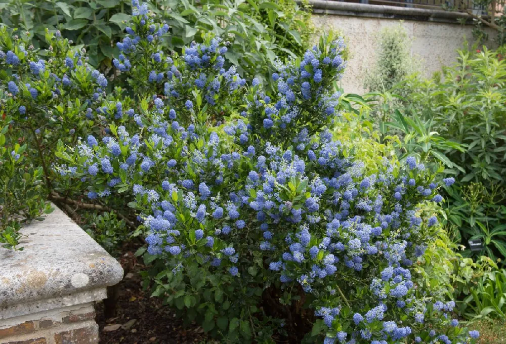 Skylark California Lilac