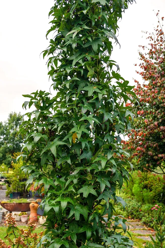 Slender Silhouette Sweetgum Tree