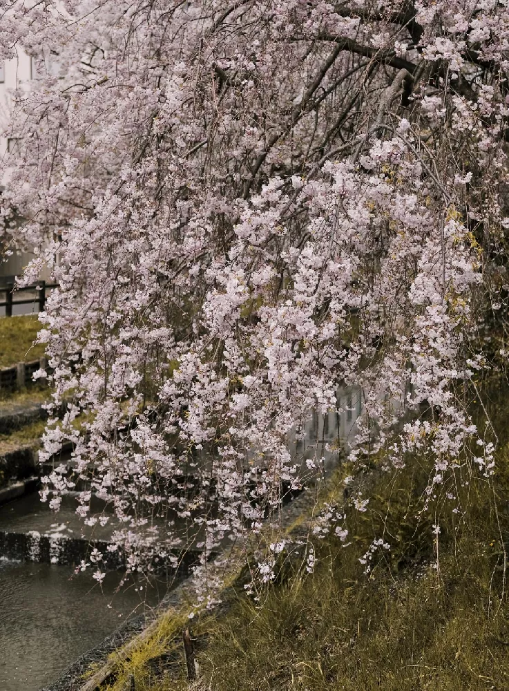 Snow Fountains Weeping Cherry Tree