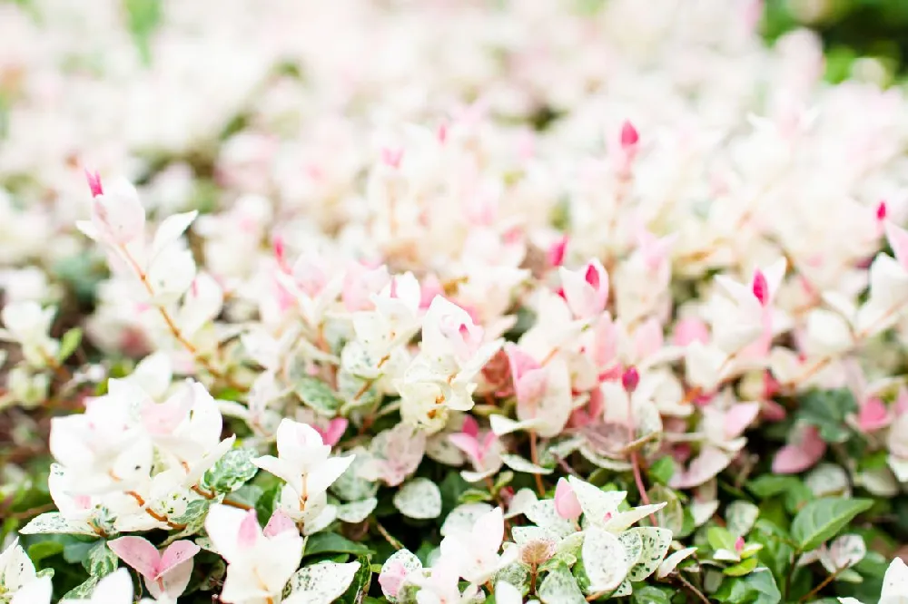 Snow-N-Summer™ Asiatic Jasmine Shrub