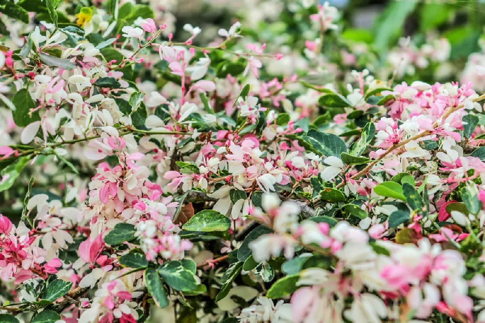 Snow-N-Summer™ Asiatic Jasmine Shrub