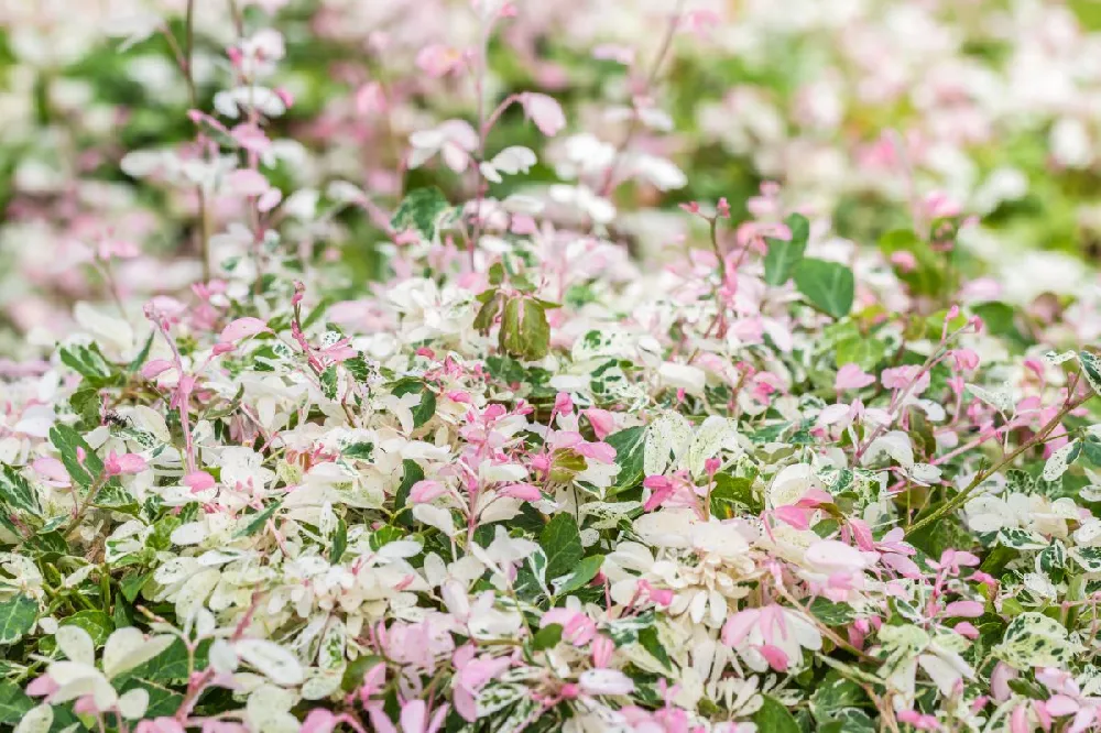 Snow-N-Summer™ Asiatic Jasmine Shrub