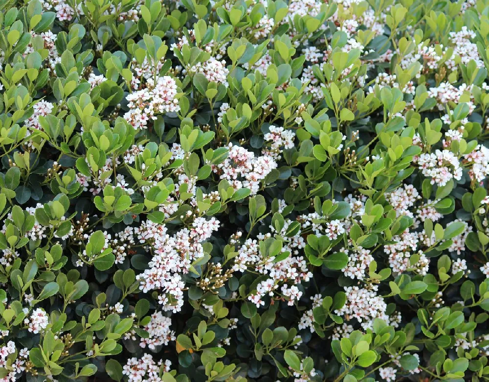 Snow White Indian Hawthorn Shrub