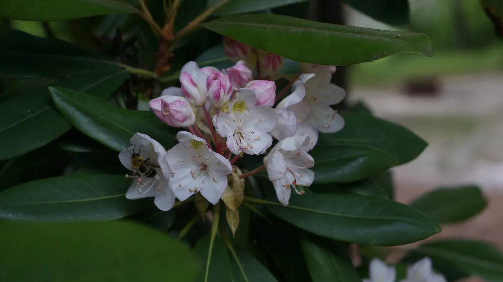 Snow White Indian Hawthorn Shrub