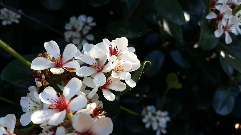 Snow White Indian Hawthorn Shrub