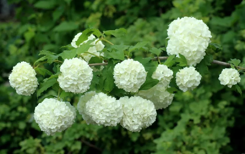 Snowball Bush