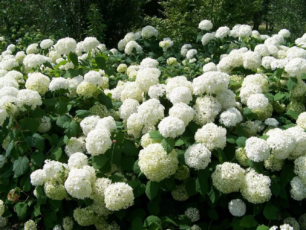 Snowball Bush 3