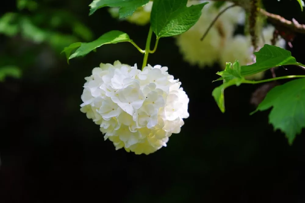 Snowball Bush 4