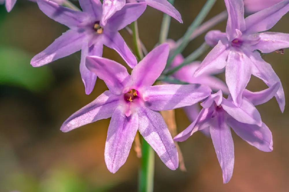 Society Garlic Plant