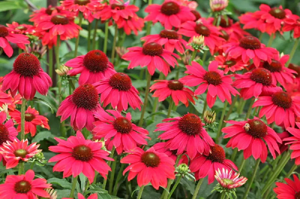 Sombrero® Salsa Red Coneflower