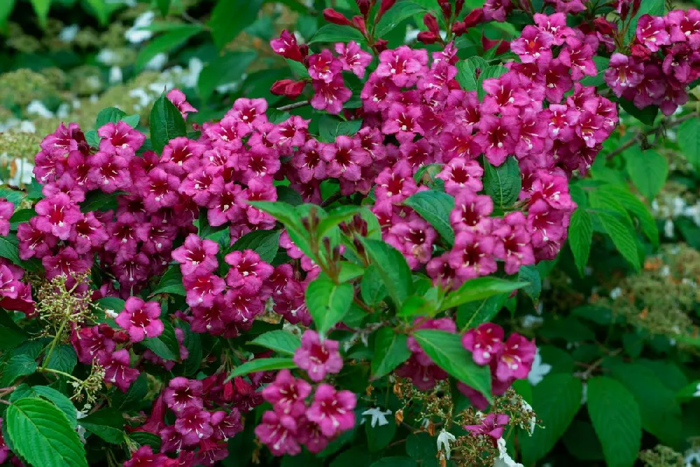 Sonic Bloom® Weigela Shrub