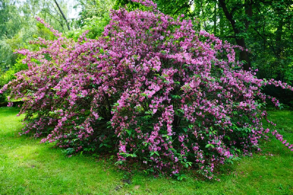 Sonic Bloom® Weigela Shrub