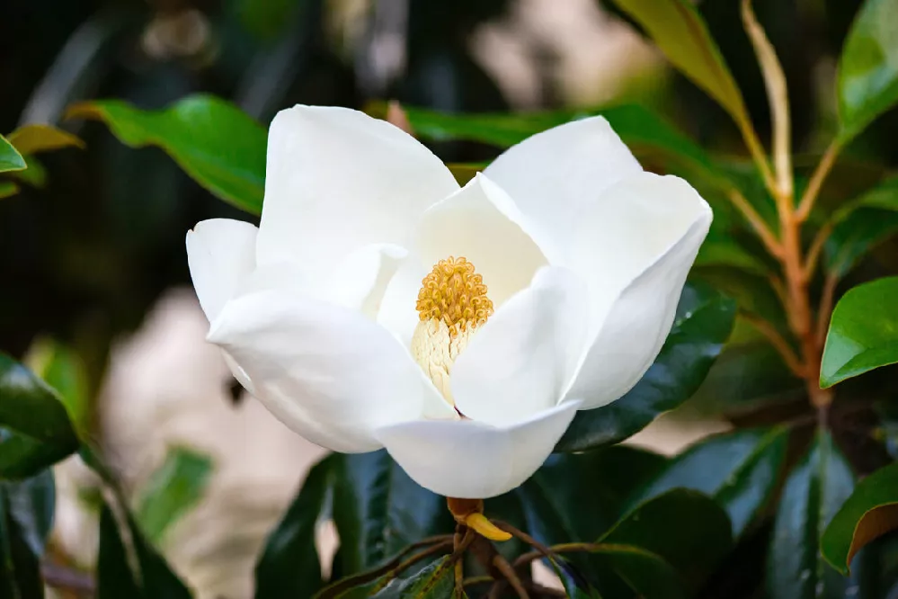 Southern Magnolia 