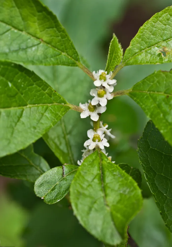 Southern Gentleman Winterberry