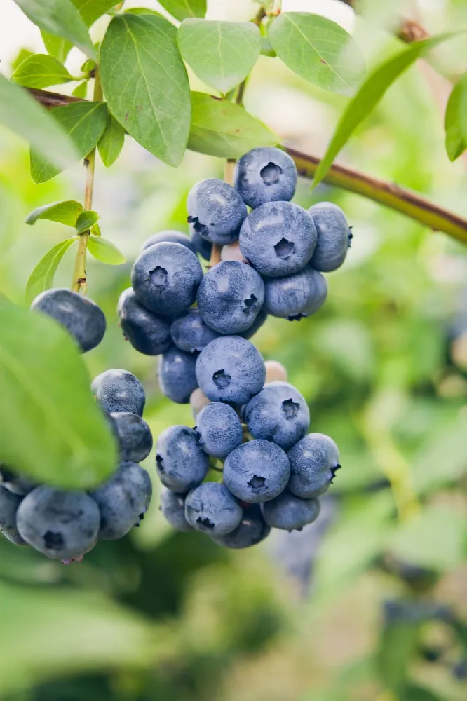 Spartan Blueberry Bush