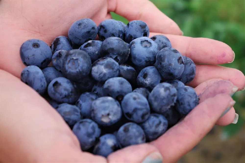 Spartan Blueberry Bush