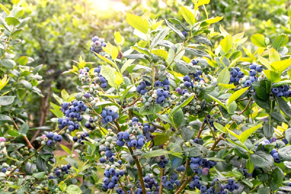 Spartan Blueberry Bush