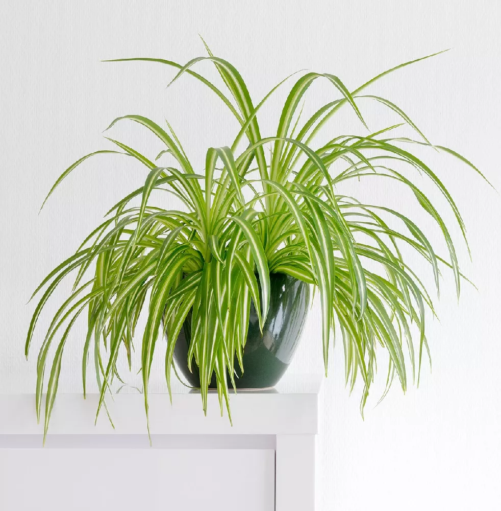 Spider Plant – Chicago Plants