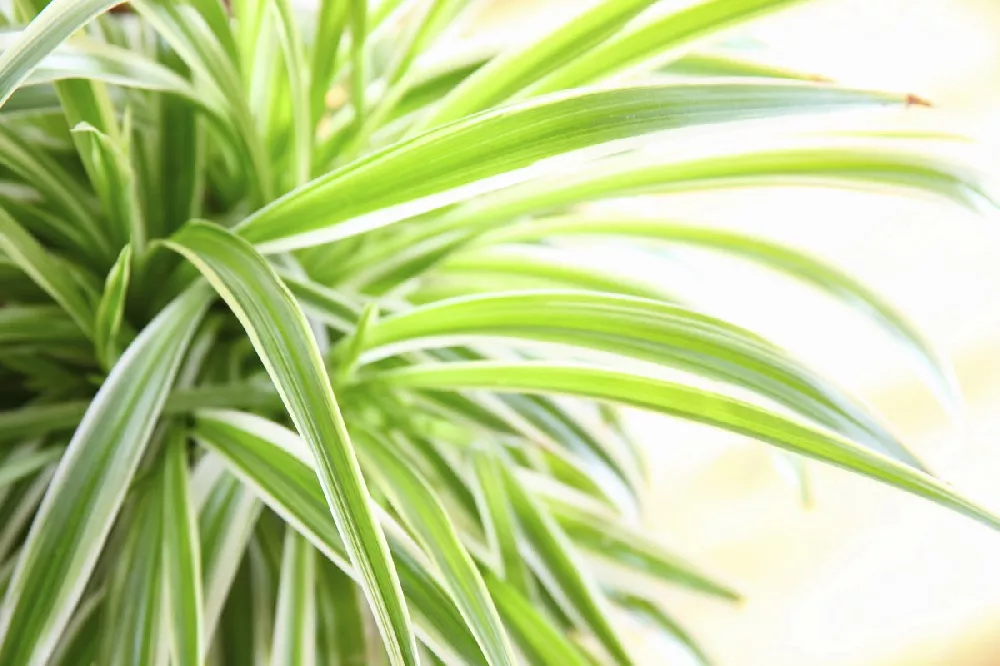 Spider Plant up-close