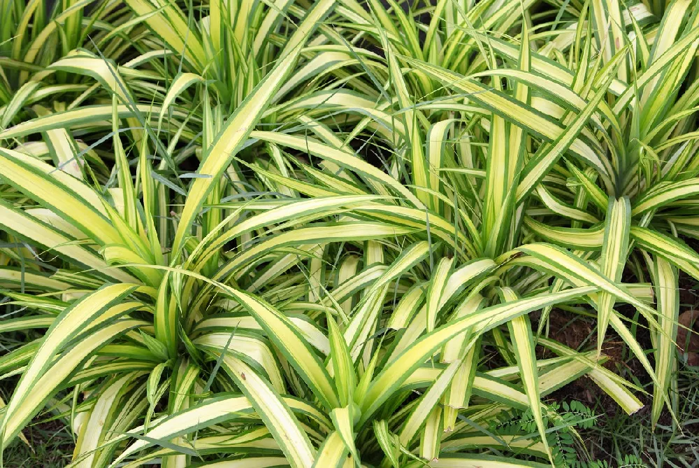 Hawaiian Spider Large Plant Green Spider Plant 