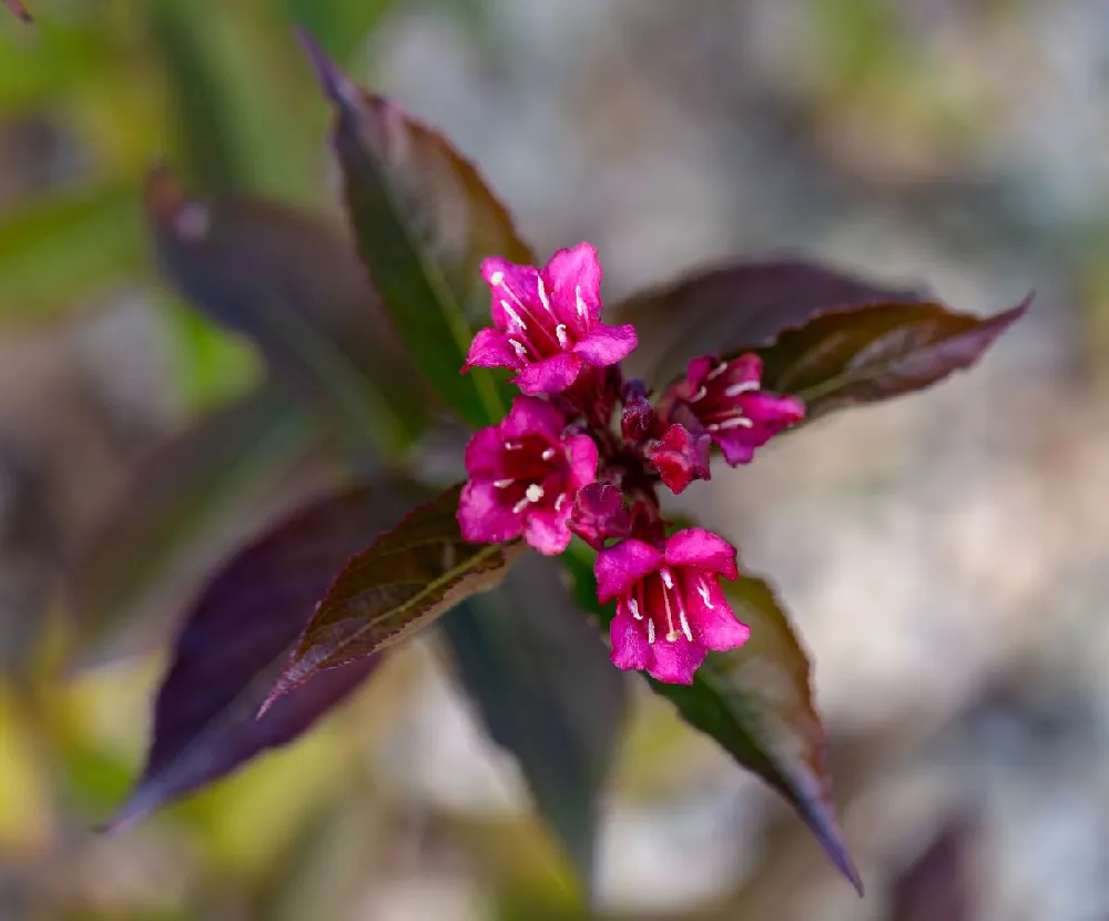 Spilled Wine® Weigela Shrub