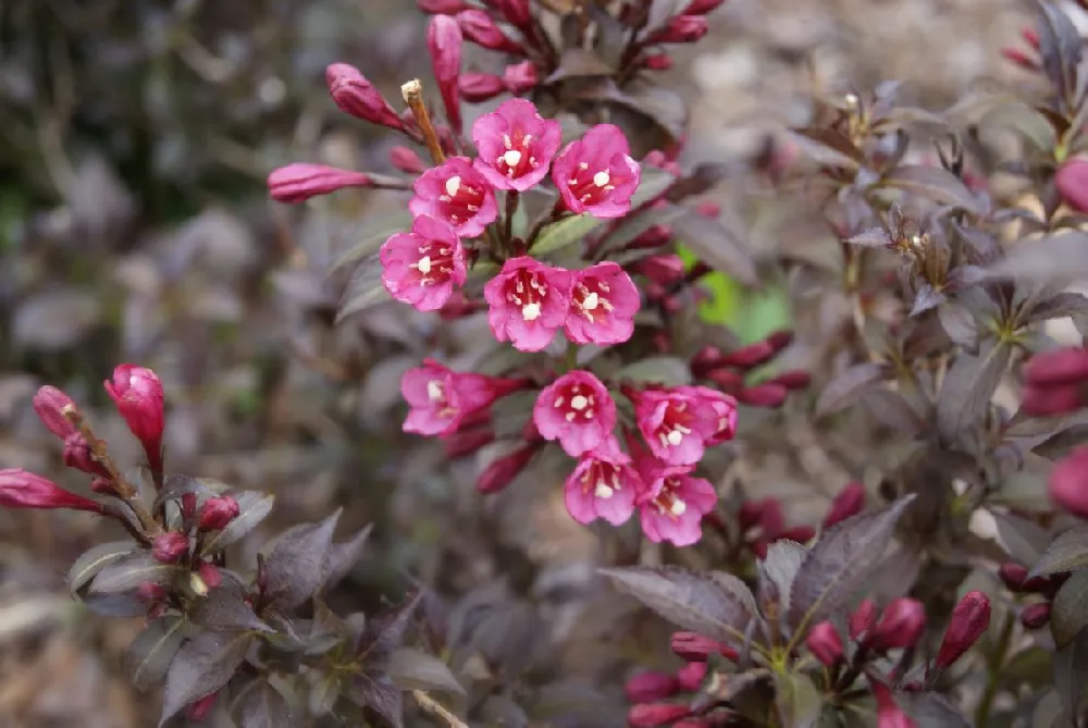 Spilled Wine® Weigela Shrub