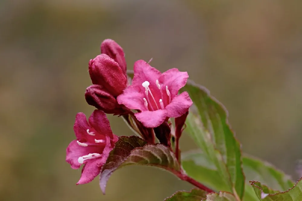 Spilled Wine® Weigela Shrub