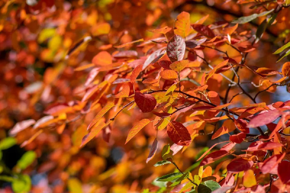 Spring Glory® Serviceberry Tree